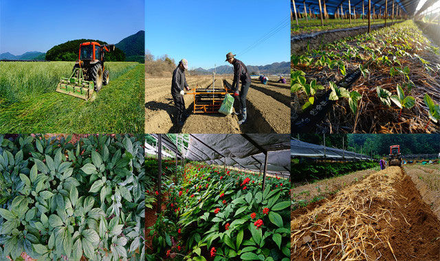 怎么用人参种子种人参,人参须能种出人参吗