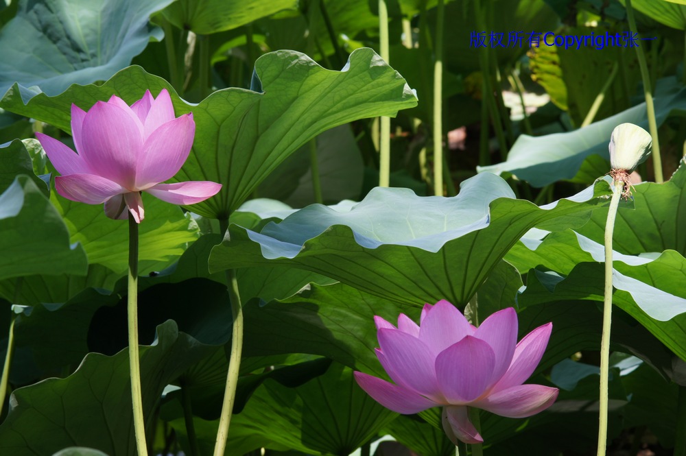 北京紫竹院的荷花：德国Pentacon与日本Minolta镜头实拍对比