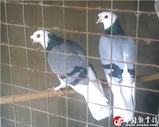 北京鸽哨制作,北京鸽哨晨曲