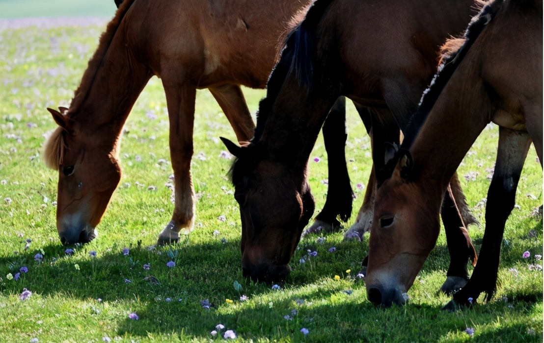 南京一匹“汗血宝马”外逃！价值已超百万，为何身价这么贵？