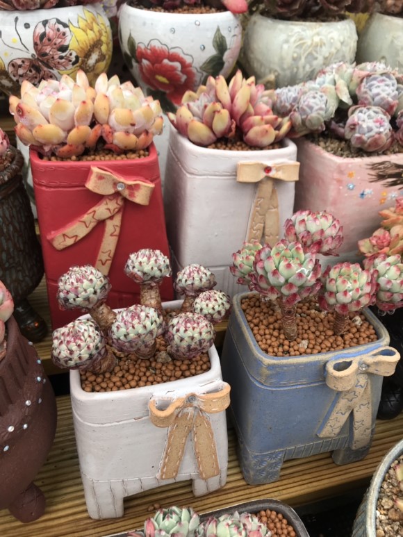 惊艳的韩国多肉,让人震撼的多肉