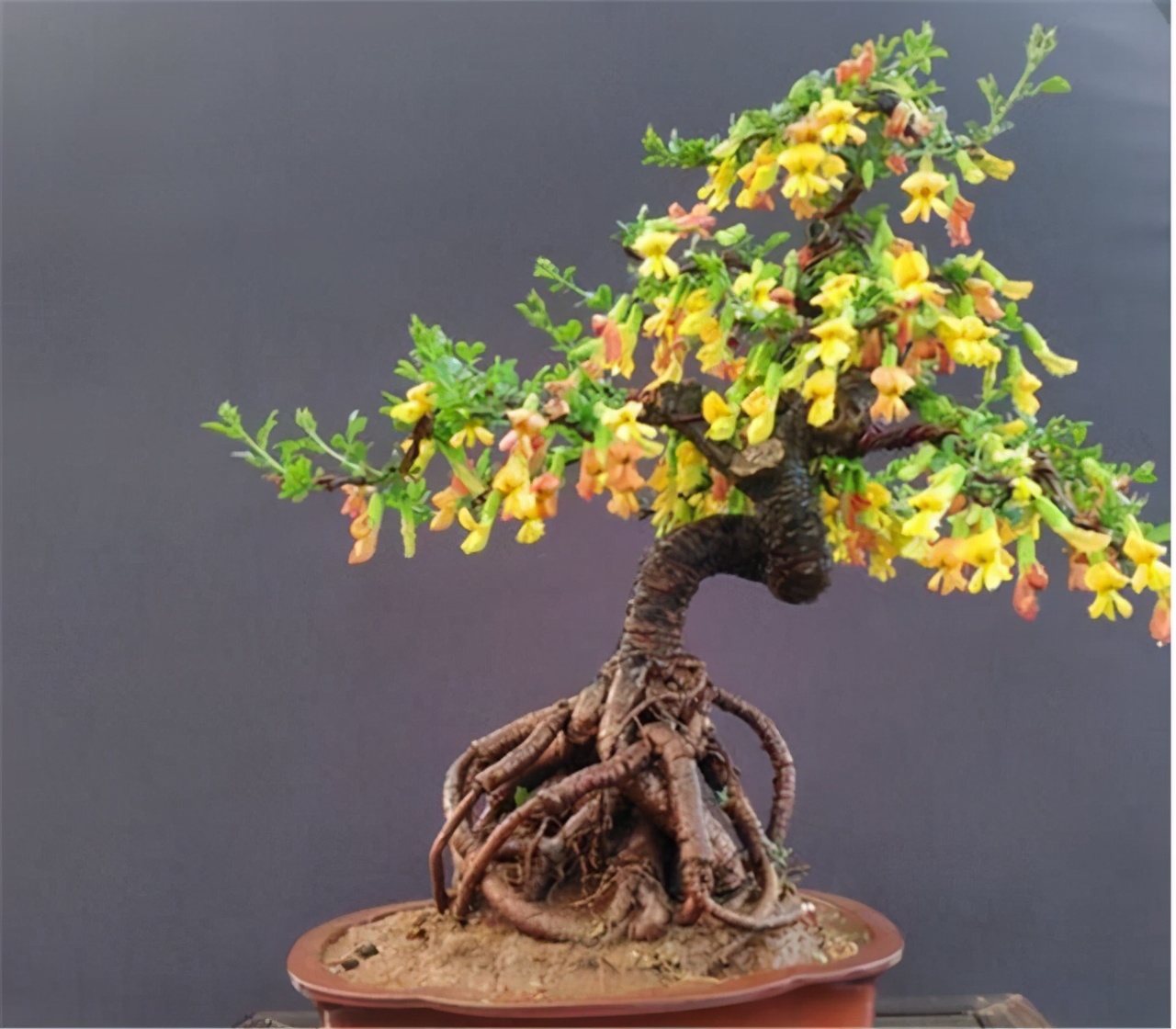 黄金雀怎么养才能开花爆盆,黄金雀树形月季