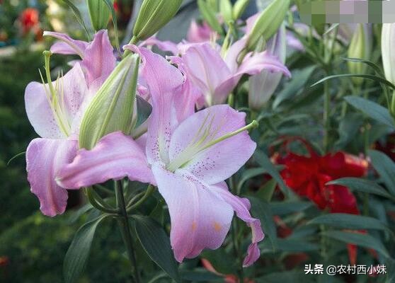 香水百合怎么养才能开花多,养香水百合的技巧与方法