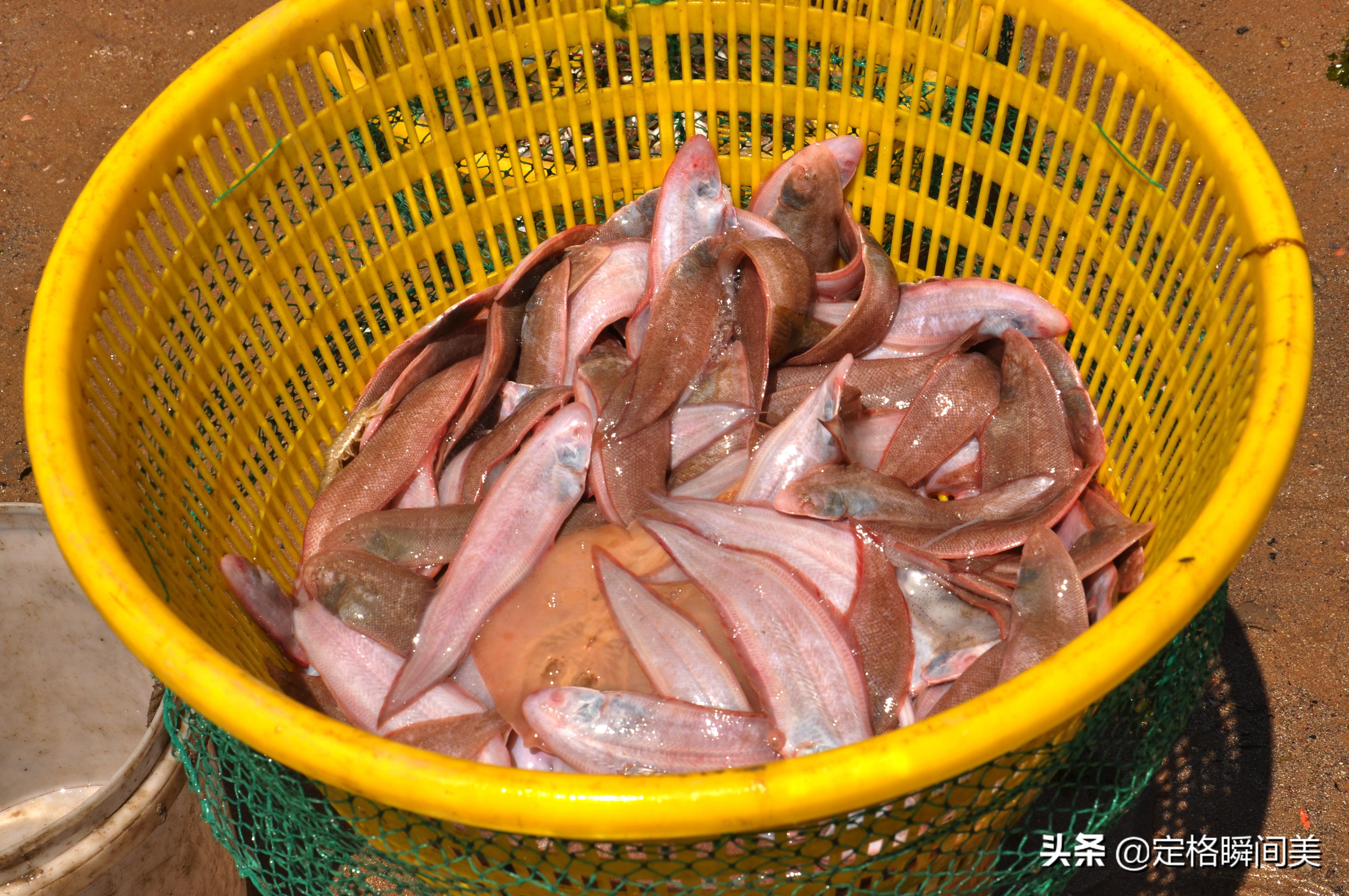 青岛纯野生海参深海海参冷冻即食,青岛纯野生海参