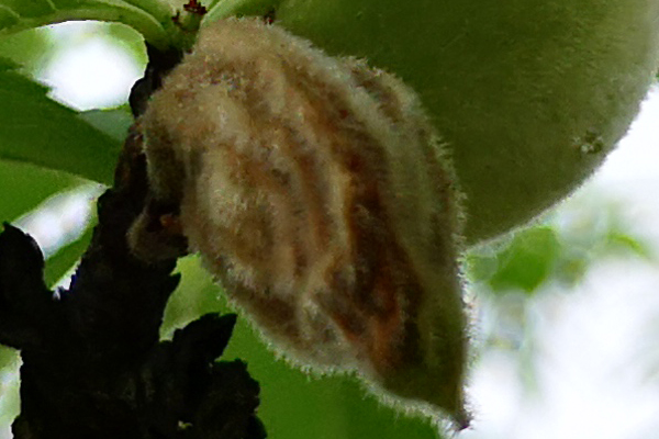 桃树成僵尸果怎么处理,桃树怎么管理才没有僵果