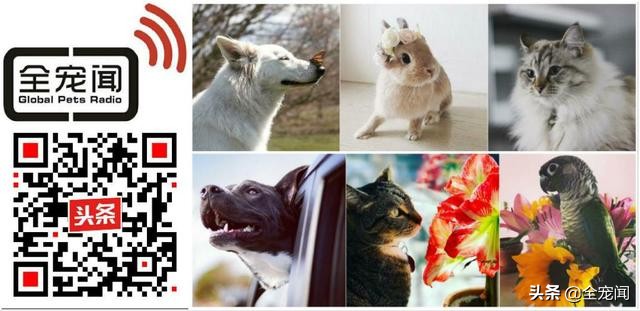 猫狗捐血,猫狗输液的基本常识