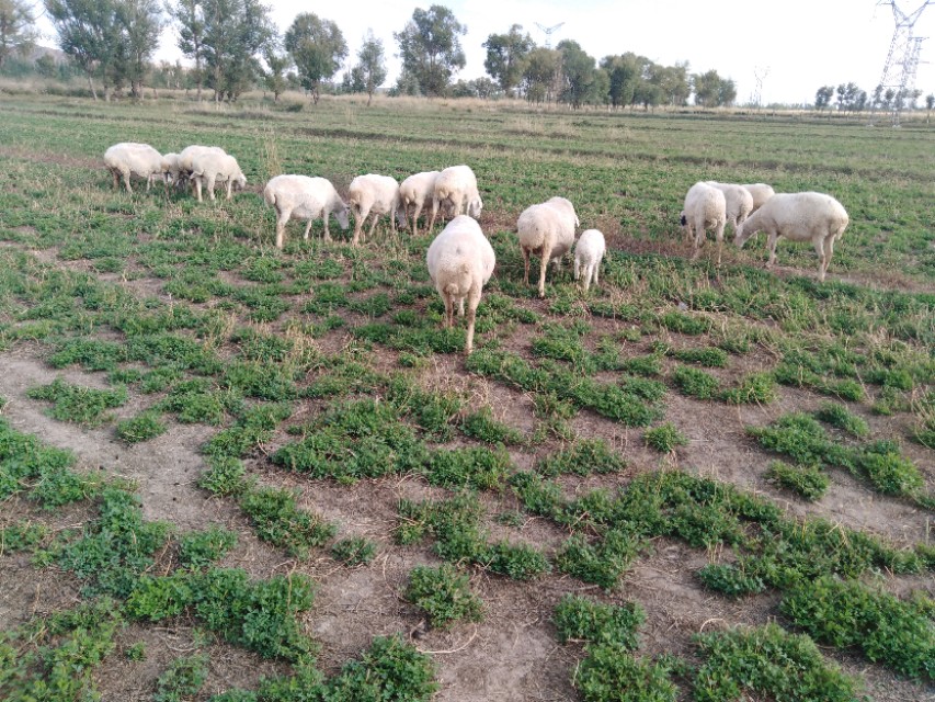 新手养羊经常会遇到哪些问题,养羊问题