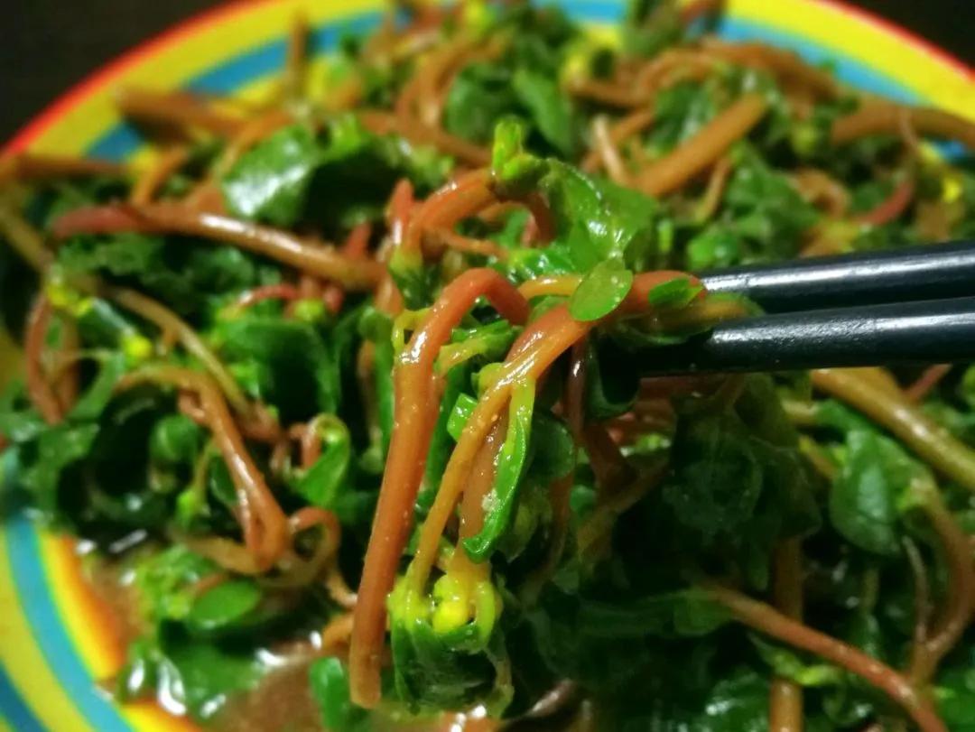 马齿苋是长寿菜你知道吗,马齿苋夏天