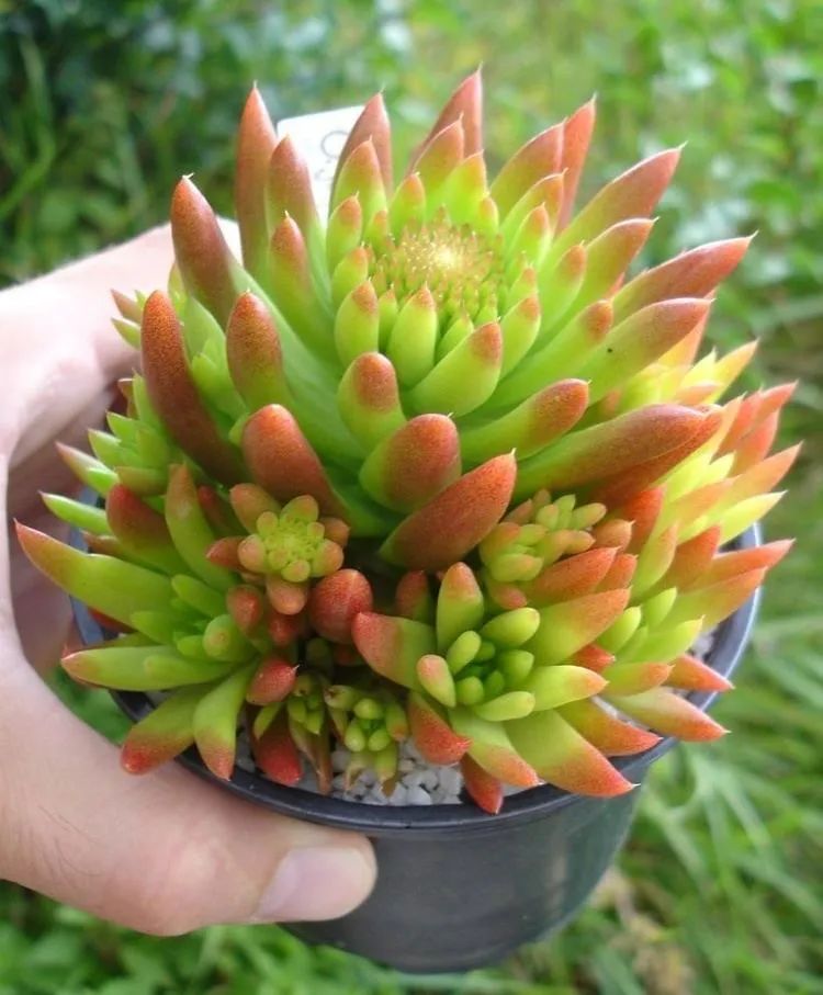 5种自带毒性的花最好别养在家里,七种不宜买的花