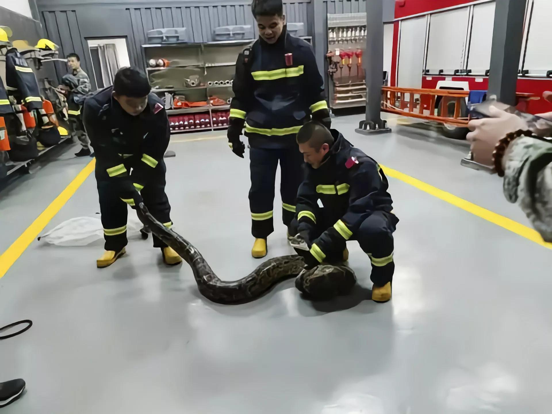 地铁站附近惊现大蟒蛇,广东一地铁口附近惊现五米长蟒蛇