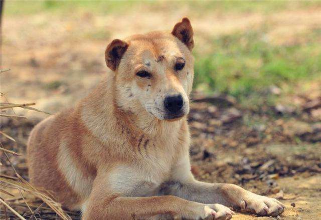 狗狗生病要死之前的表现,狗狗临死前有哪些症状和表现