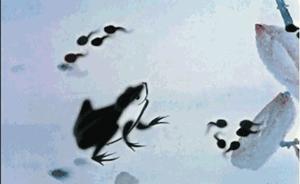 8090后的童年回忆动画片60部,童年回忆珍藏的8090后动画片