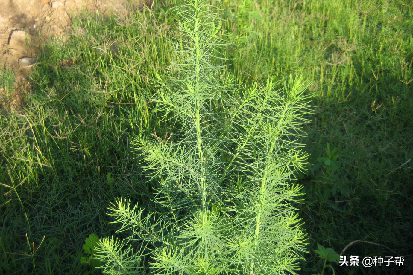 碱蓬草又名盐荒菜图片,碱蓬草怎么种植