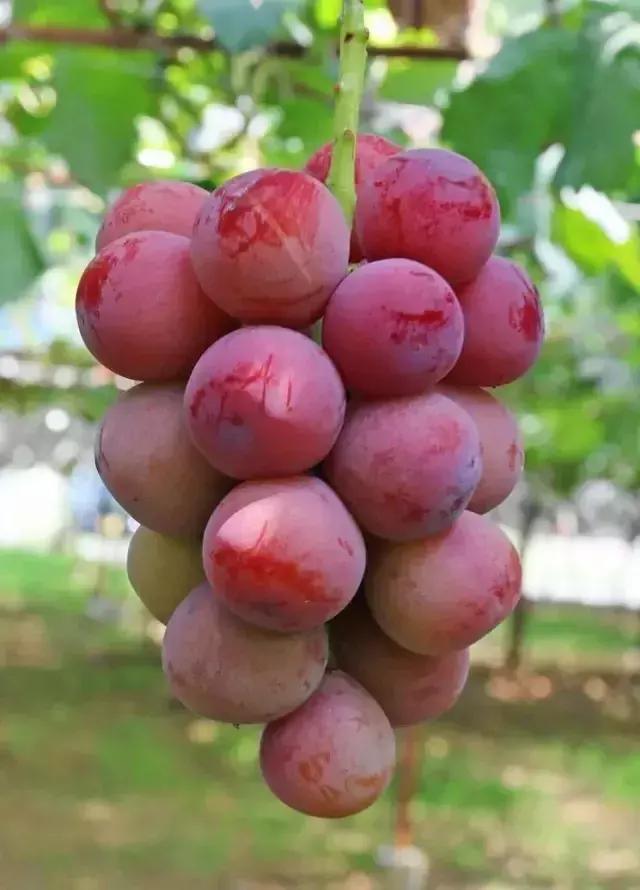 葡萄新品种发展潜力,未来5年最具潜力的葡萄品种