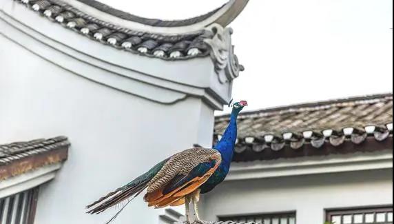 广西阳朔又一顶奢酒店，潺潺流水，久违的隔世风景，美得像一个梦