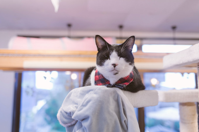 伏见稻荷大社怎么去清水寺,伏见稻荷大社到清水寺远吗
