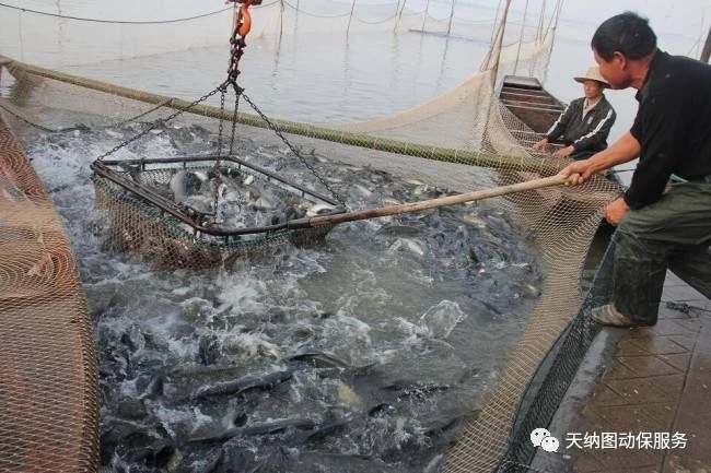 拉网出鱼高峰，鱼却出现掉鳞、不耐运输的现象，该如何做？