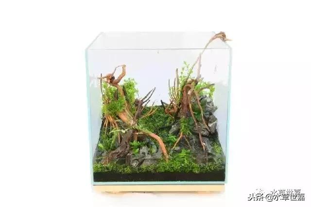 30cm小缸青龙石造景大全,30cm长缸原生溪流缸造景