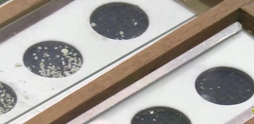 显微镜下的海洋生物,显微镜下的海洋