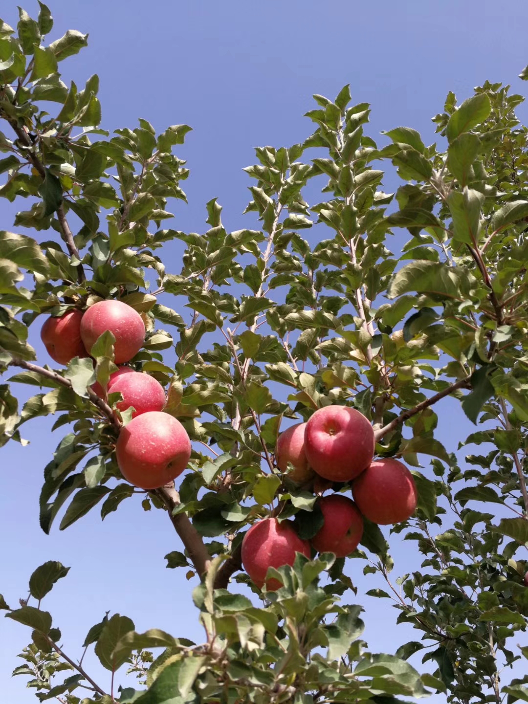 名扬四海的新疆瓜果,带你一起吃遍新疆瓜果