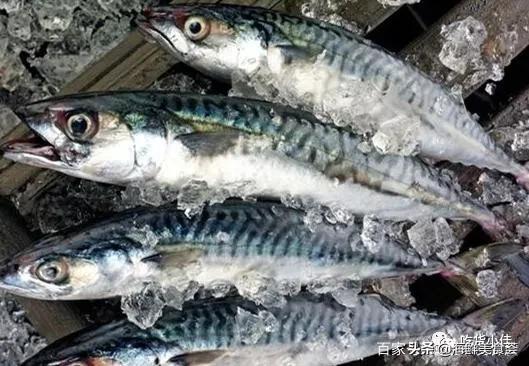 繁殖最快的海鱼 (最难人工繁殖的海鱼)