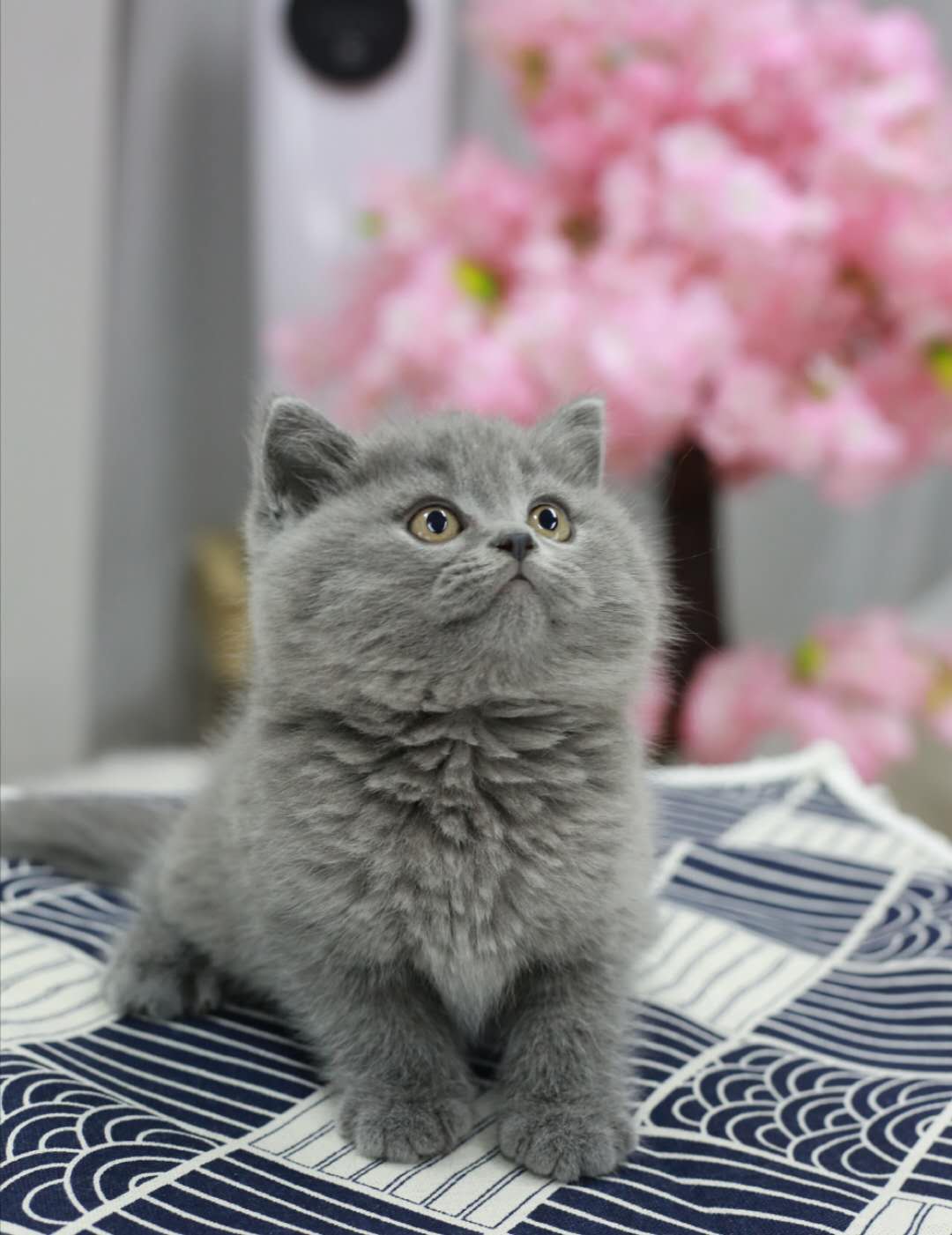 世界上的三大蓝猫品种,世界上体型最大的蓝猫