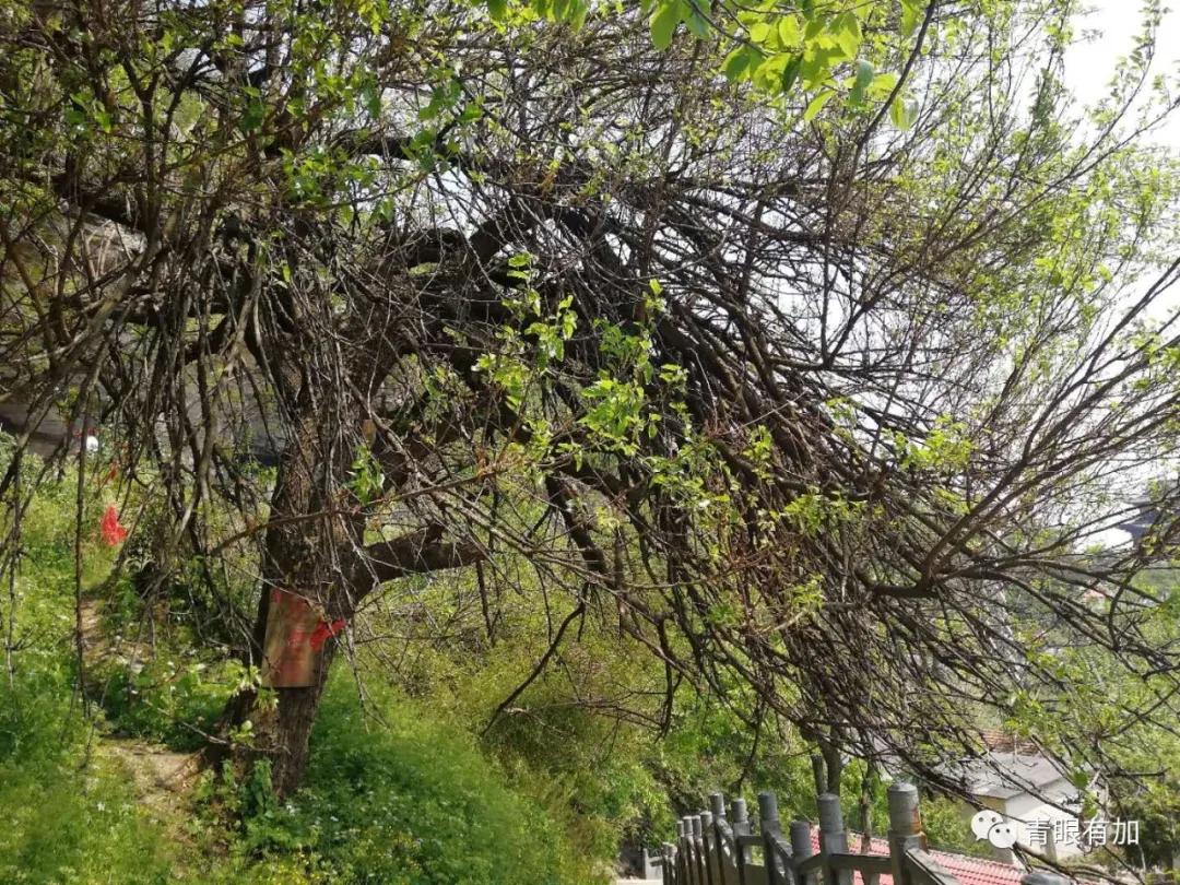 故事：老乐山山顶上的电视转播站