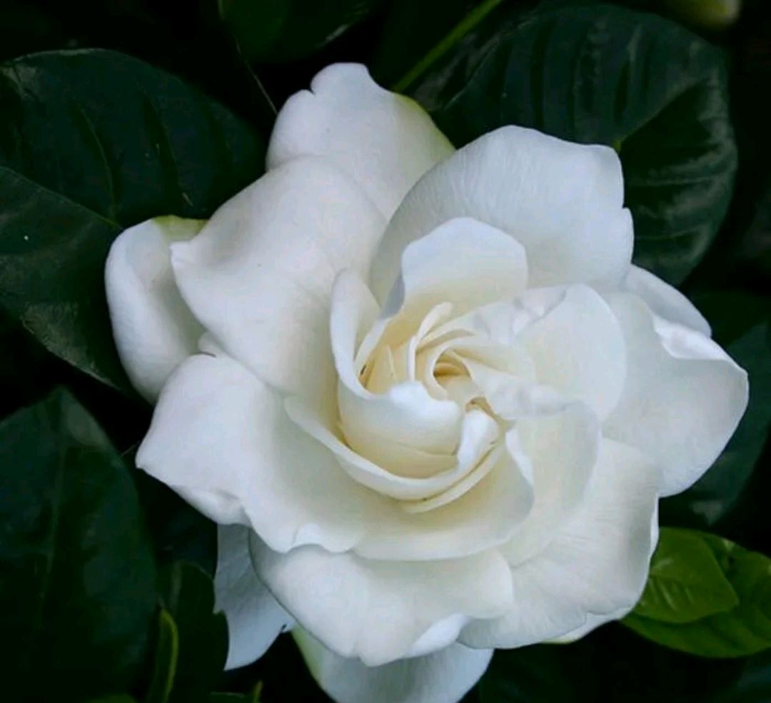 栀子花生桩水培叶子要剪光吗,栀子花水培生根后冬天可以移栽吗