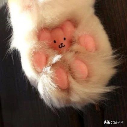 猫咪的脚丫子总是猫屎味 (为啥猫咪脚丫子臭)