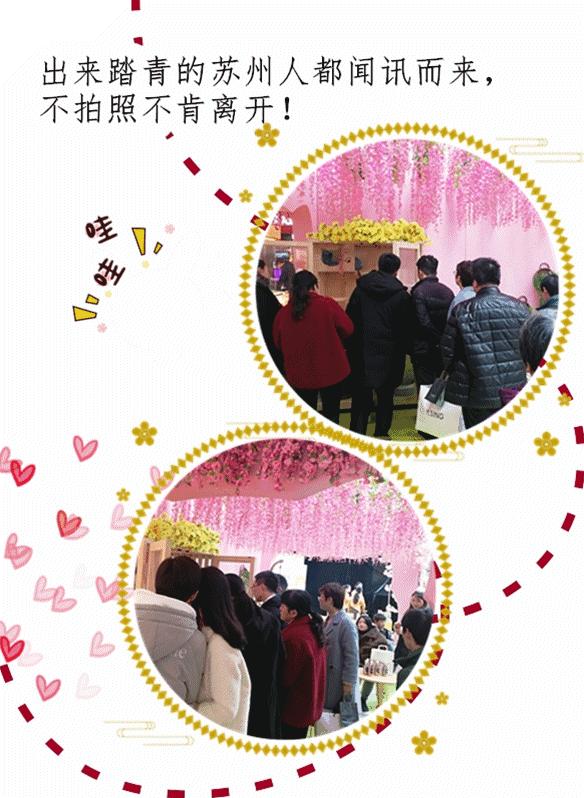 炸裂!因为一只猫,苏州人开启尖叫模式!