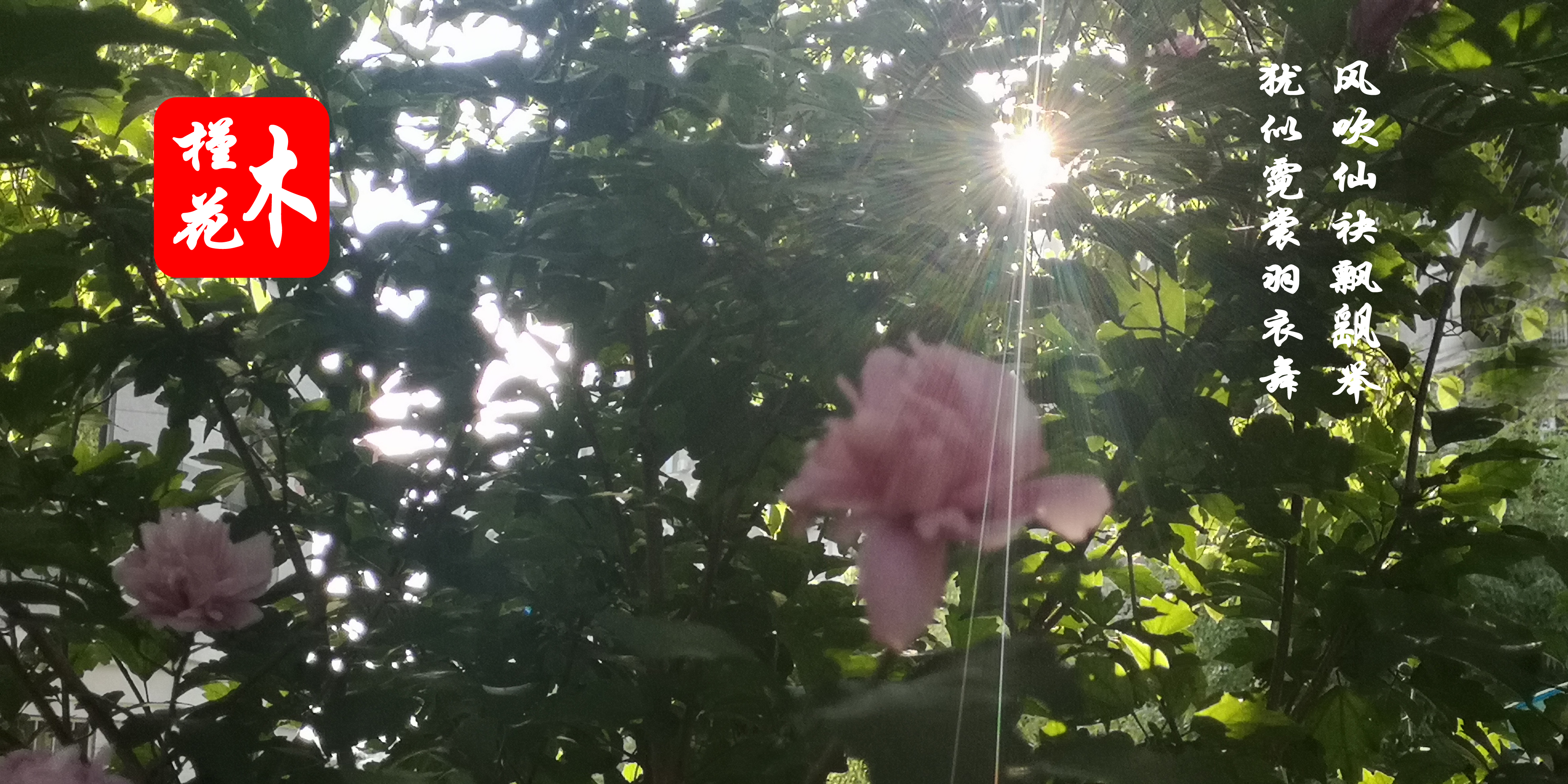 木槿花的原创,木槿花原创