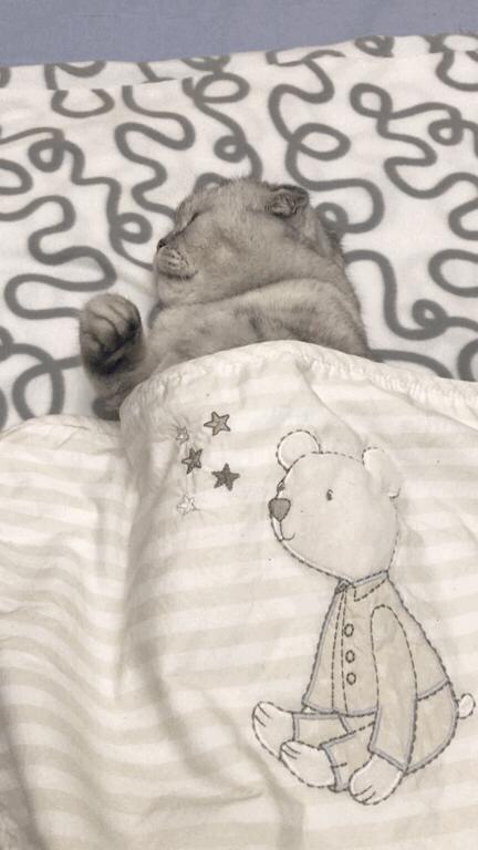 吸猫最高境界图片,吸猫最高境界完整视频