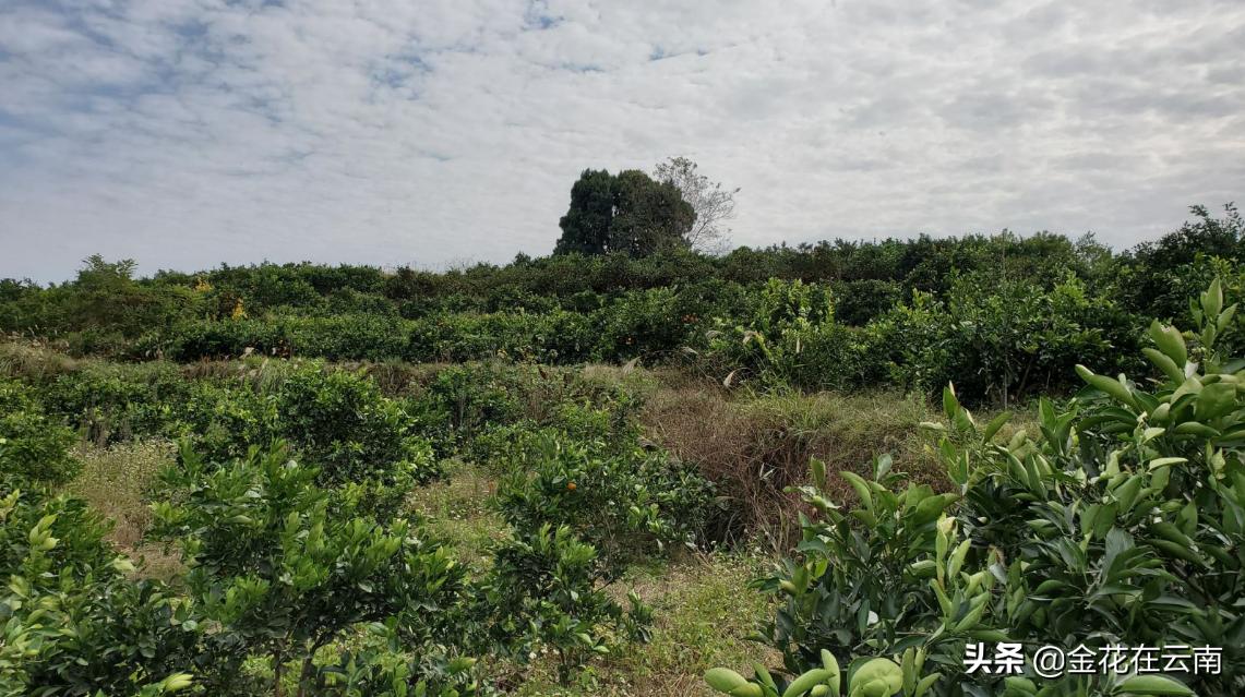 临近年关吃东西容易上火,就让这款小甜橙拯救一下