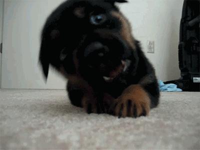 新手如何驯养萨摩耶,怎么养好一只萨摩耶新手