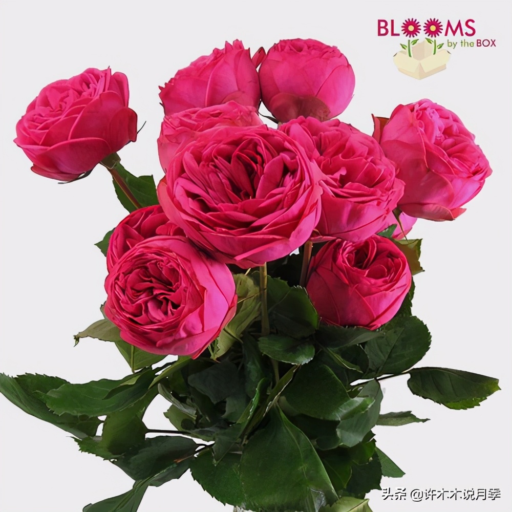 月季盆长蘑菇用什么药,月季发现烂根要怎么处理