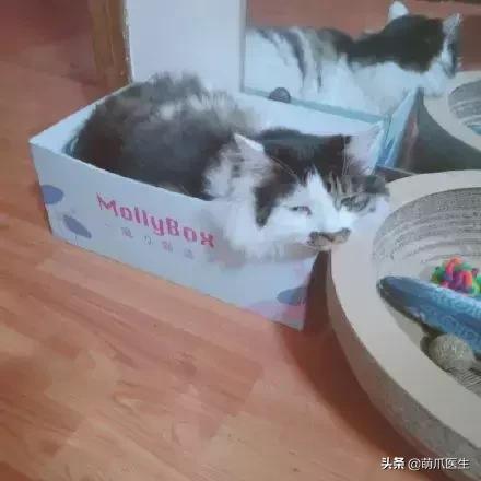 这猫睡姿也太销魂了,猫睡相