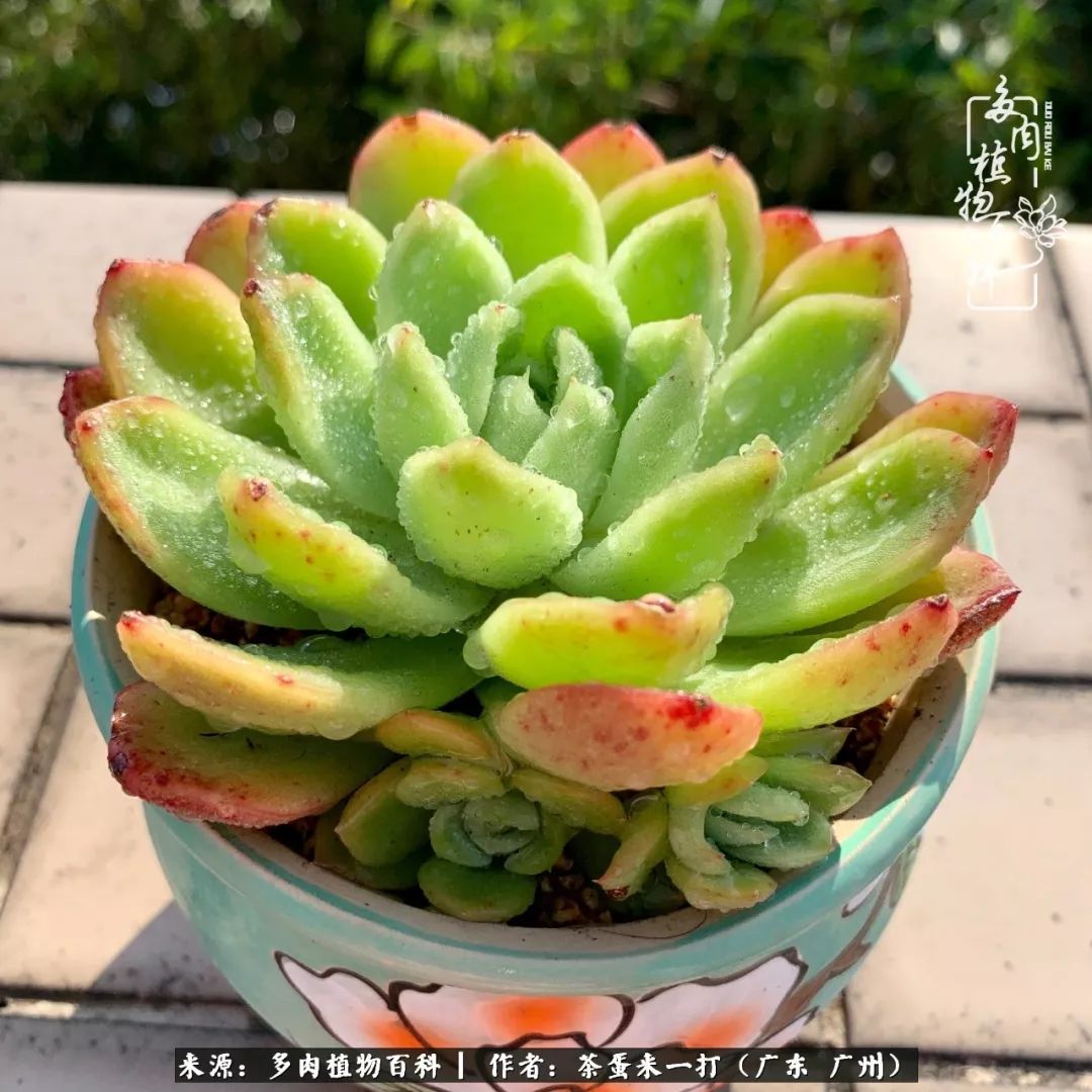 在冬日阳光下,记一个多肉小白的养肉历程