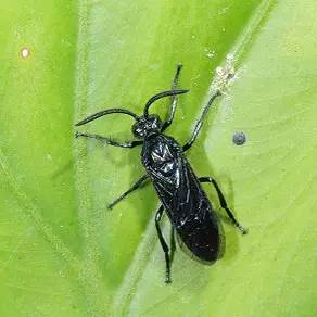 杀虫剂如何防治病虫害,金叶榆树虫害用什么杀虫剂防治好