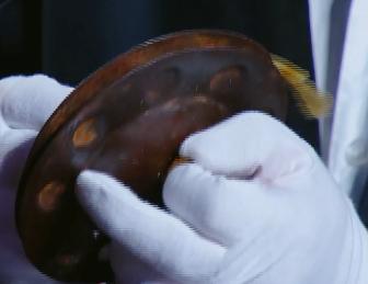 中华魂大合唱,黄河大合唱怒吼吧黄河