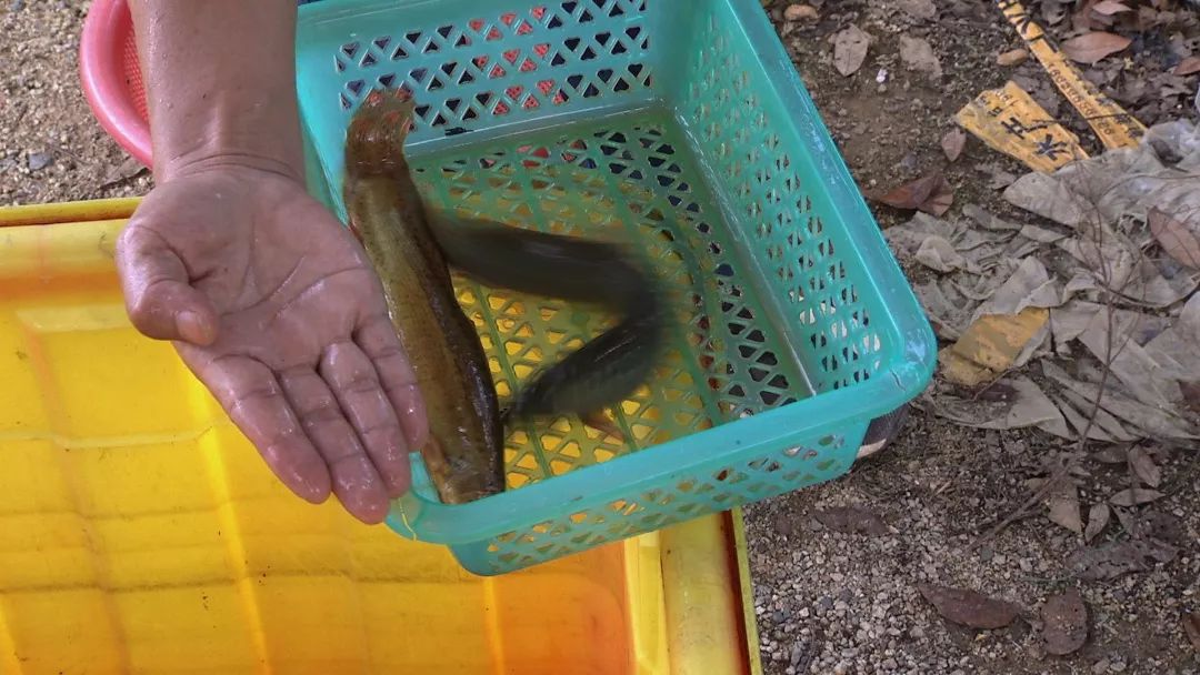 卖光家产！身背巨债！绝望中，他靠一种薄壳的小东西，年赚百万