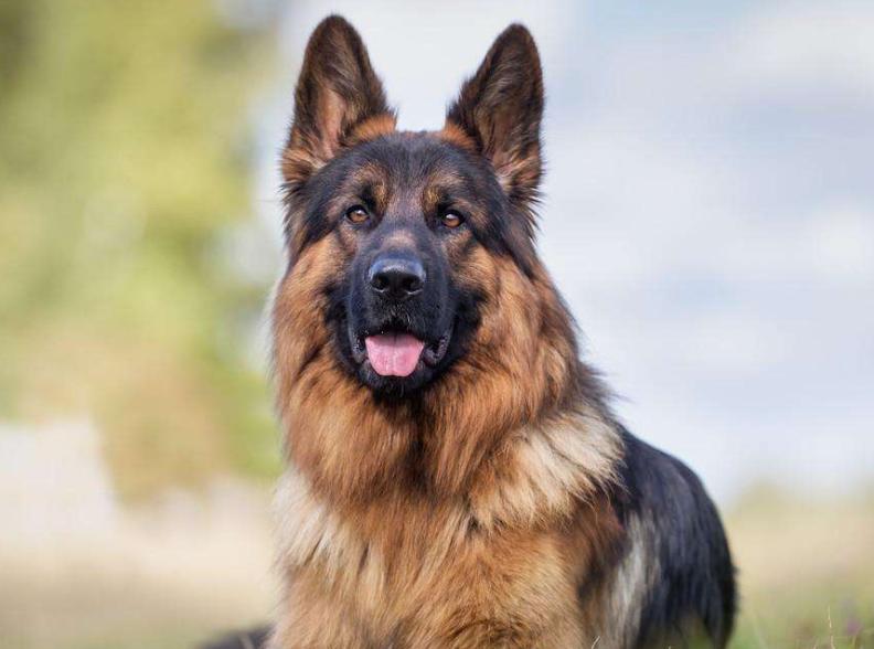 德国牧羊犬禁养又想养怎么办,德国牧羊犬深圳禁养犬名单