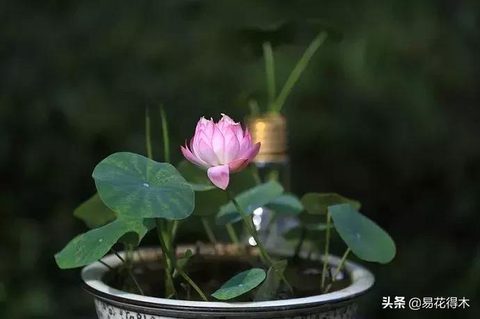 购买花卉遇到哪些坑,购买花卉盆景如何避免被骗