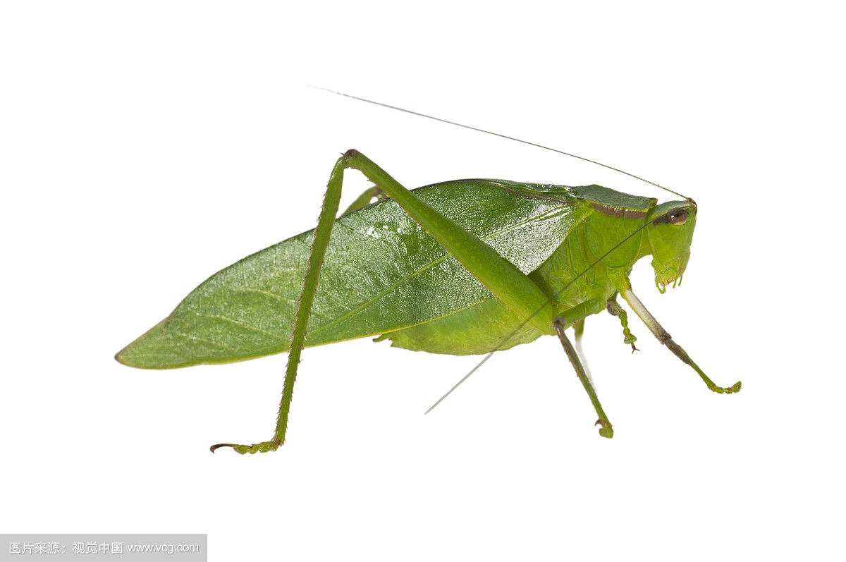 中药材叫姑姑(纺织娘)