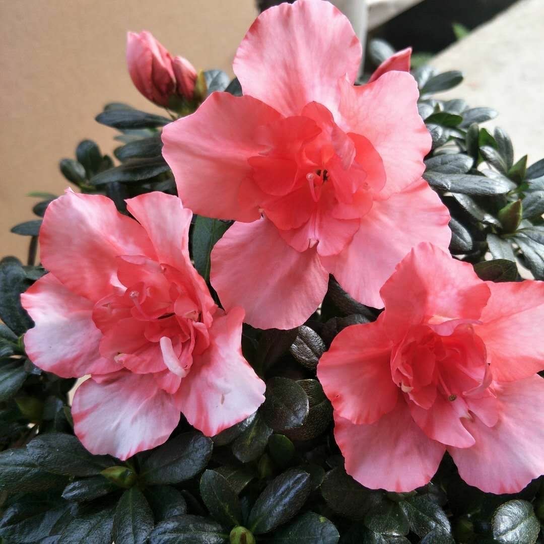 养好杜鹃花的秘诀,养好杜鹃花并不难