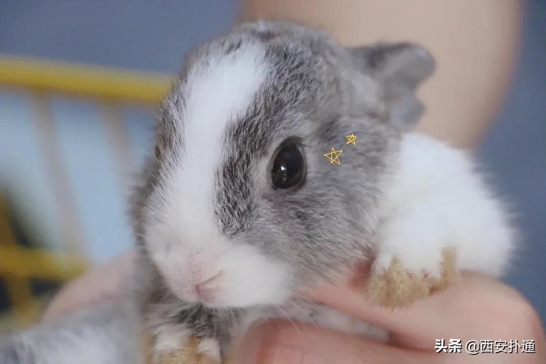 西安有哪些可以撸兔子的店,西安撸兔子的店