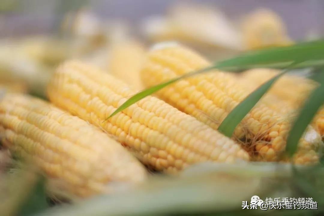 浮钓鲢鳙挂饵怎么调漂,野钓带饵调漂实用最佳方法