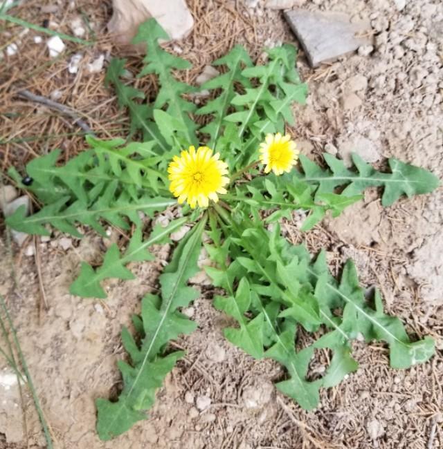 蒲公英使用小技巧,蒲公英的习性及其特点