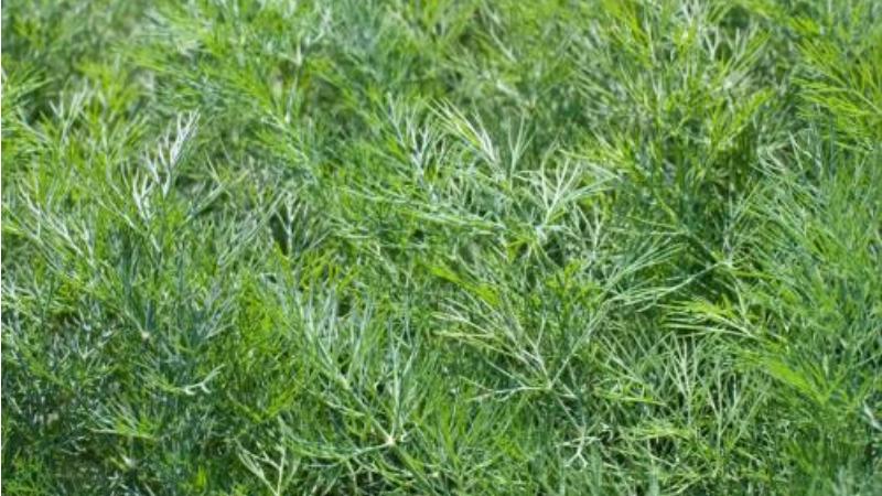 茴香怎么种植小技巧图解,怎么种植小茴香有什么注意事项