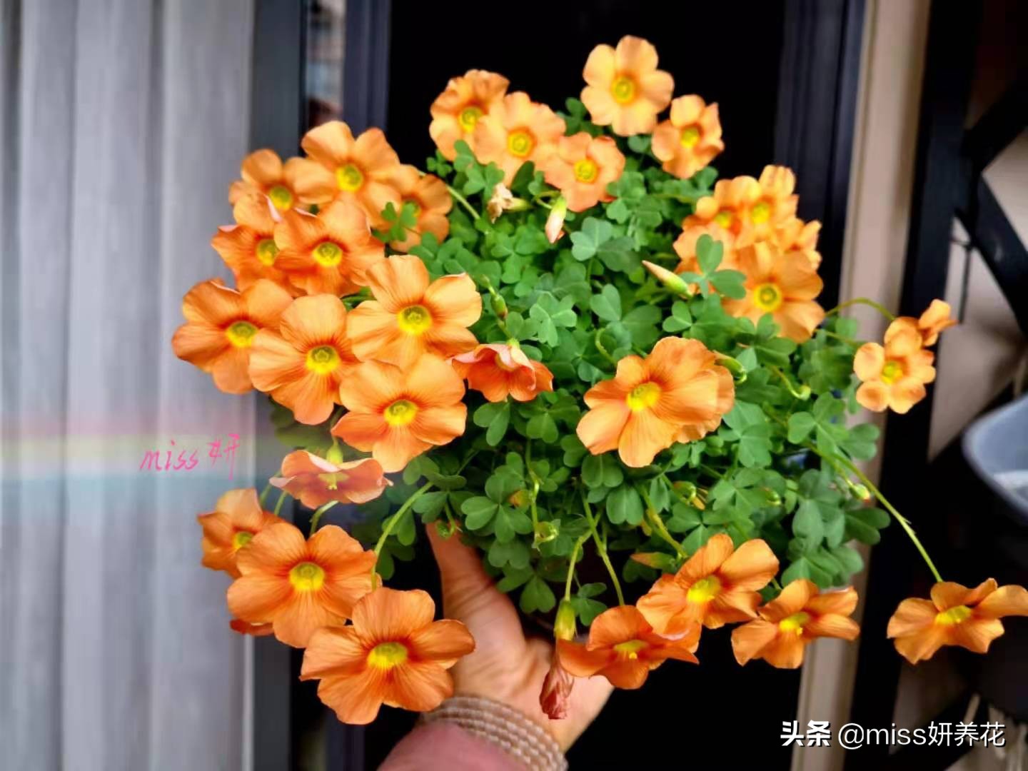 酢浆草种球品种图鉴大全,酢浆草种球品种图鉴