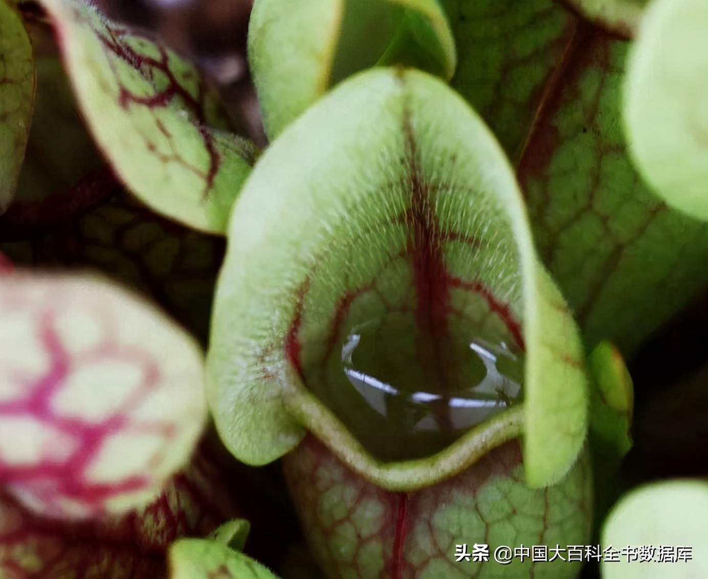 没有大脑和眼睛的捕蝇草怎么知道该什么时候关闭它的夹子